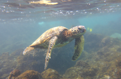 Swimming with Sea Turtles