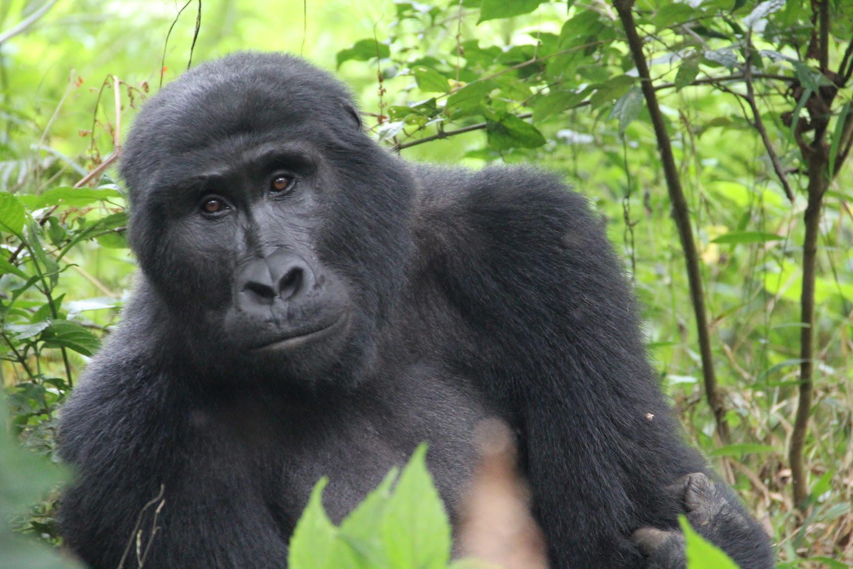 Gorillas in the Mist
